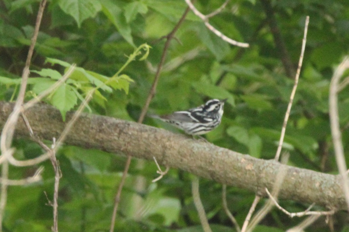 Black-and-white Warbler - ML618077414