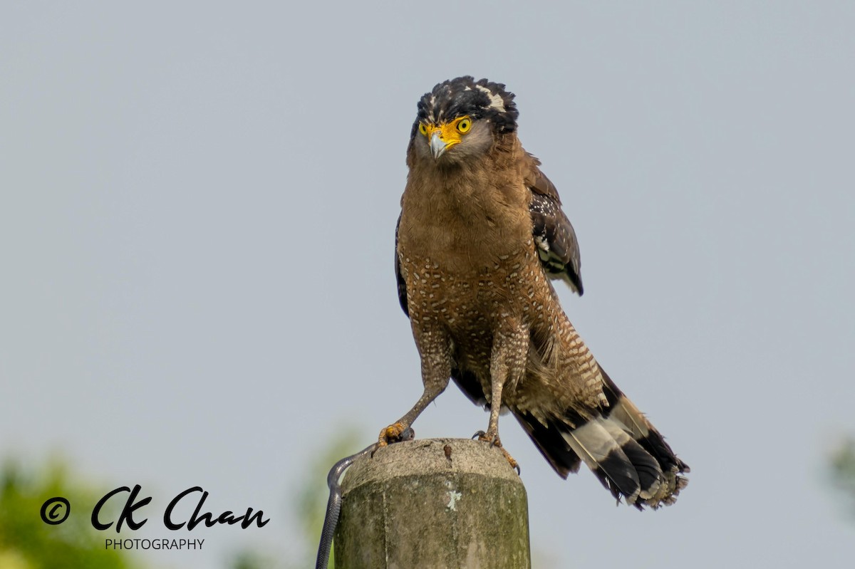 Crested Serpent-Eagle - ML618077452