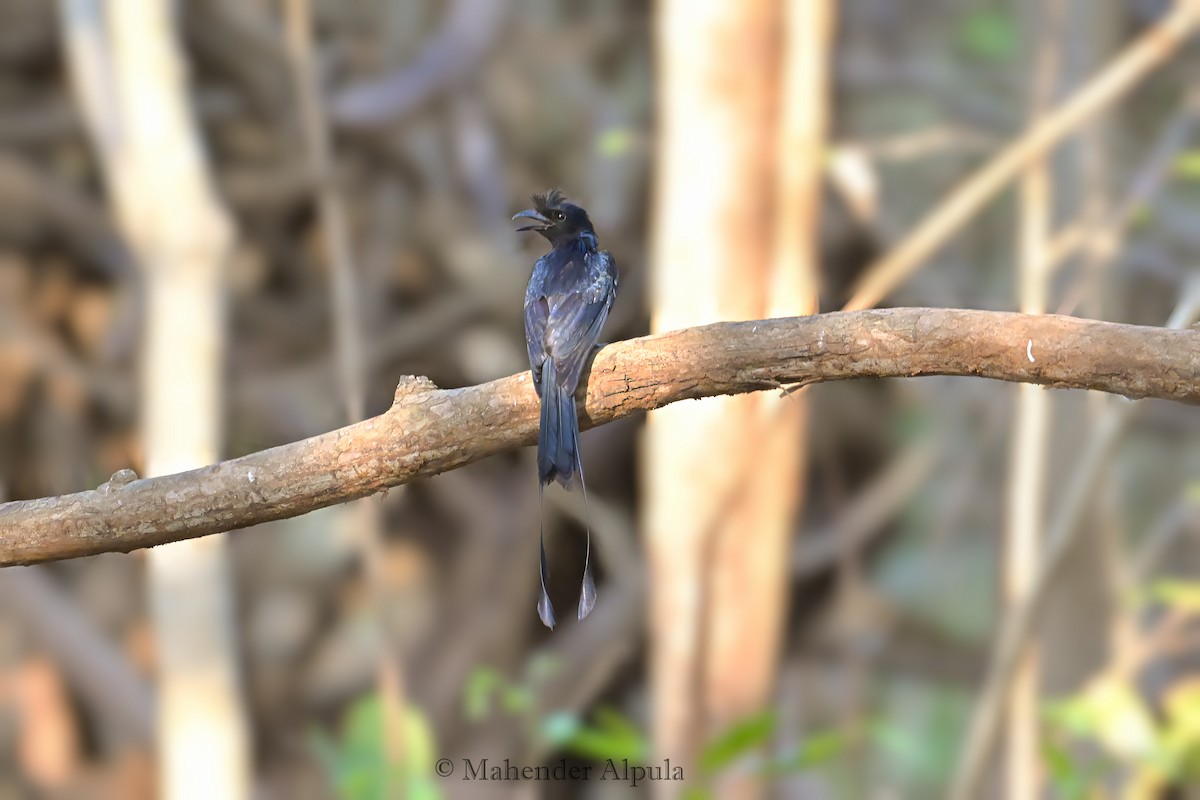 Greater Racket-tailed Drongo - ML618077483
