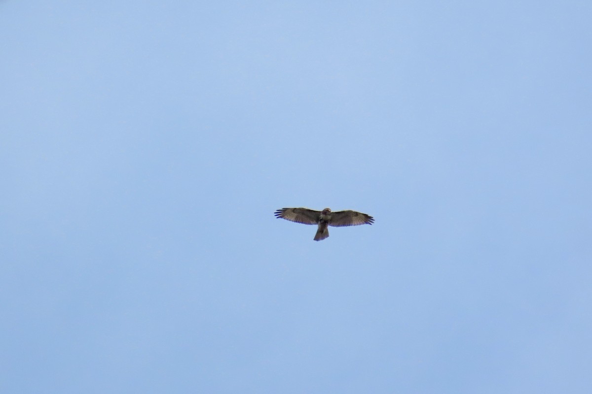 Red-tailed Hawk - ML618077487