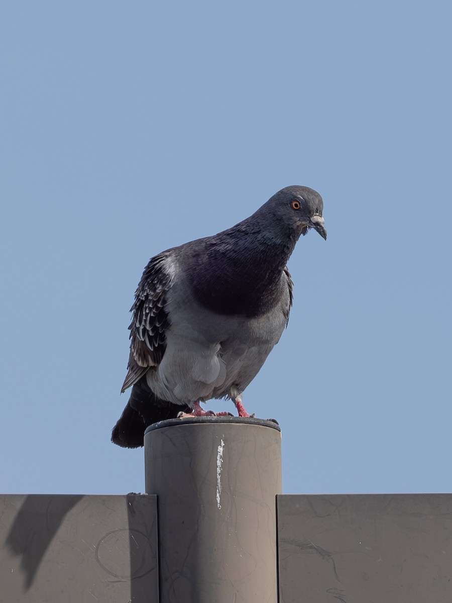 Rock Pigeon - ML618077488