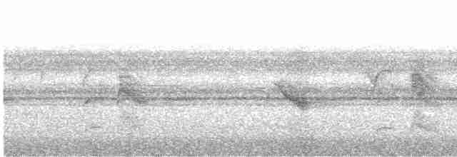 Weißbauch-Dickichtschlüpfer - ML618077507
