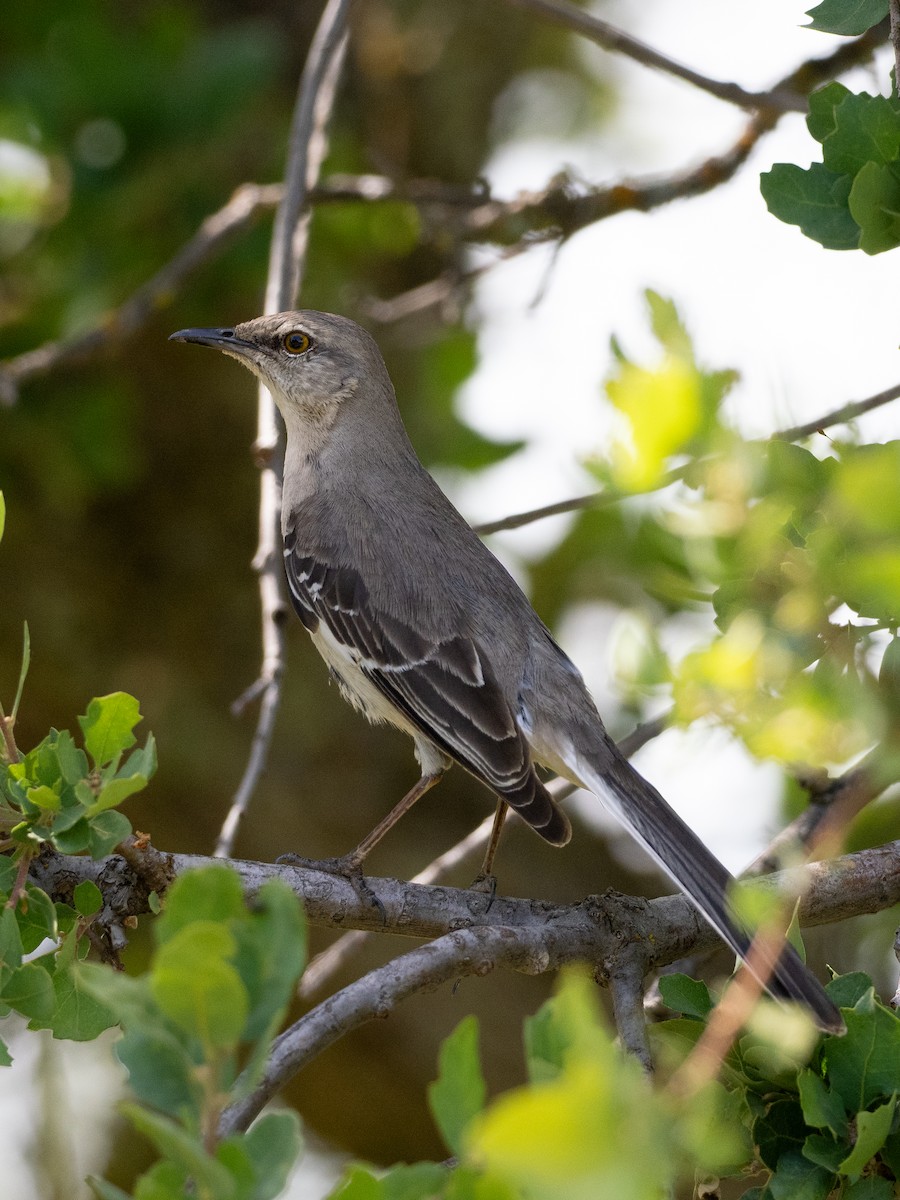 Northern Mockingbird - Notta Birb
