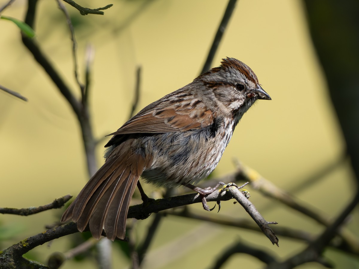 Song Sparrow - Notta Birb