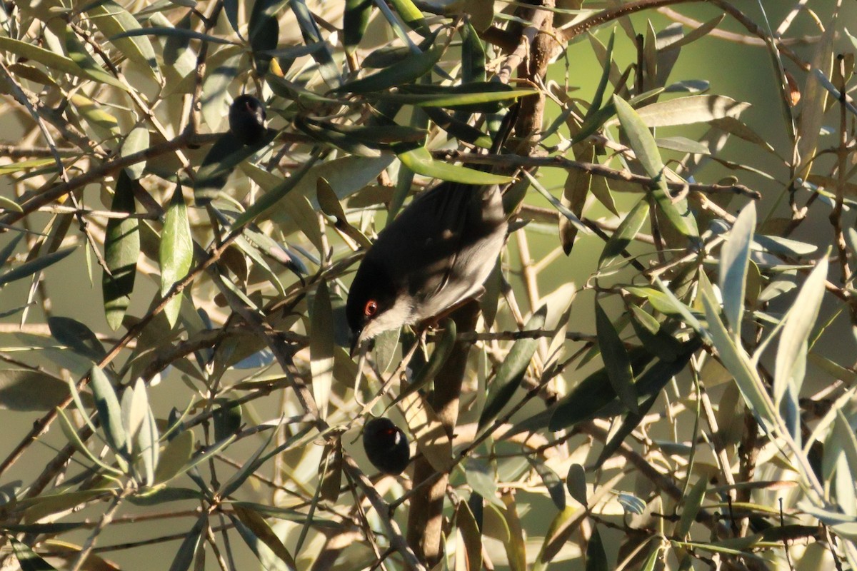 Sardinian Warbler - Alexandre Hespanhol Leitão