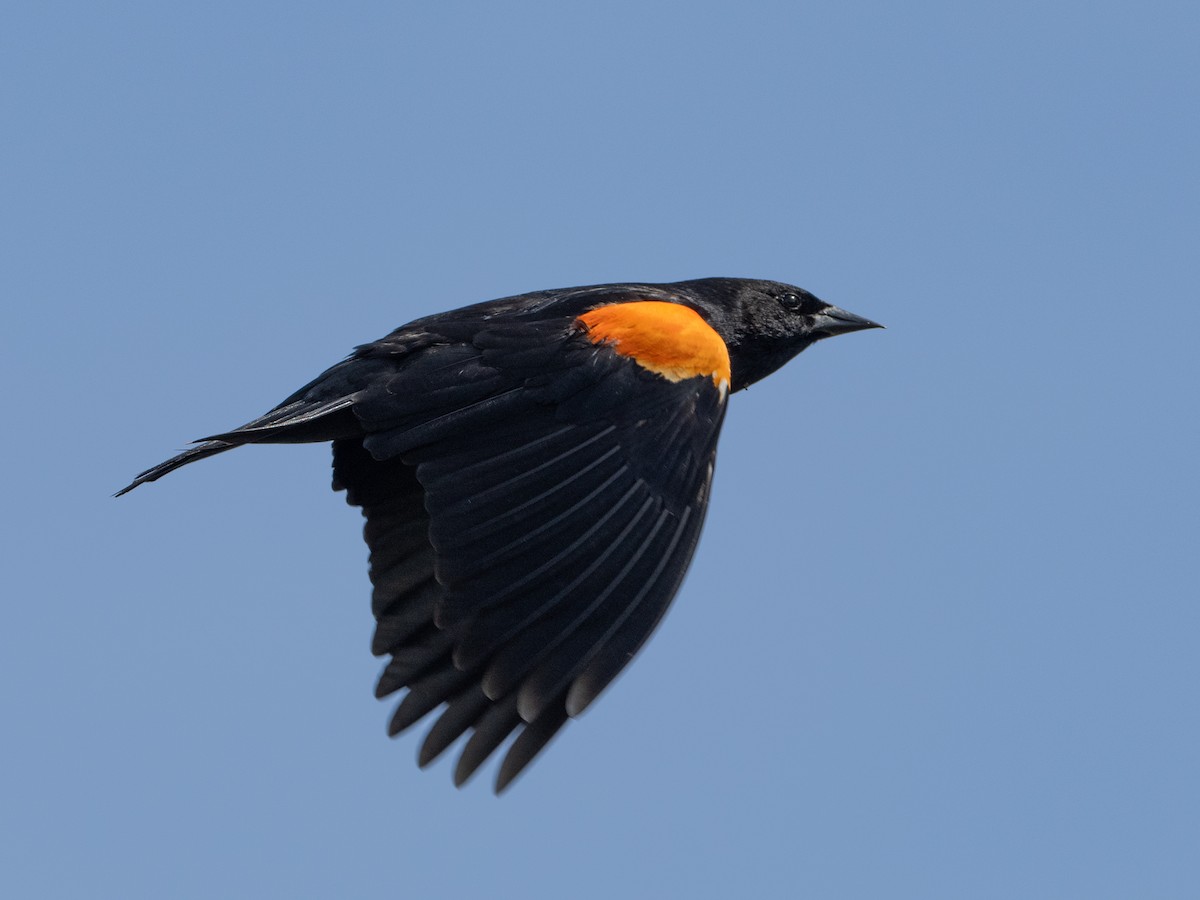 Red-winged Blackbird (Red-winged) - Notta Birb