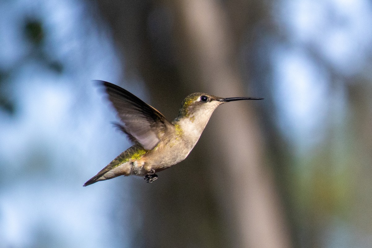 Ruby-throated Hummingbird - Jacob Hoyle