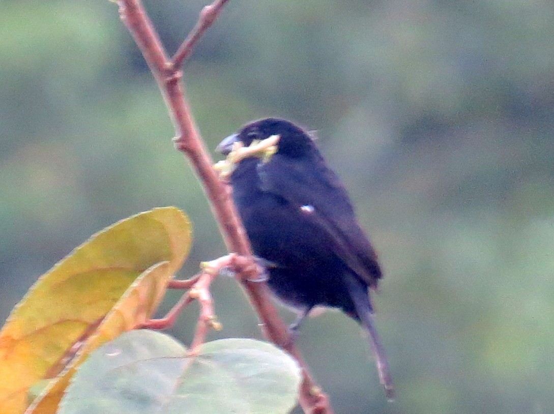 Variable Seedeater - ML618077543