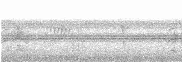 Weißbauch-Dickichtschlüpfer - ML618077562