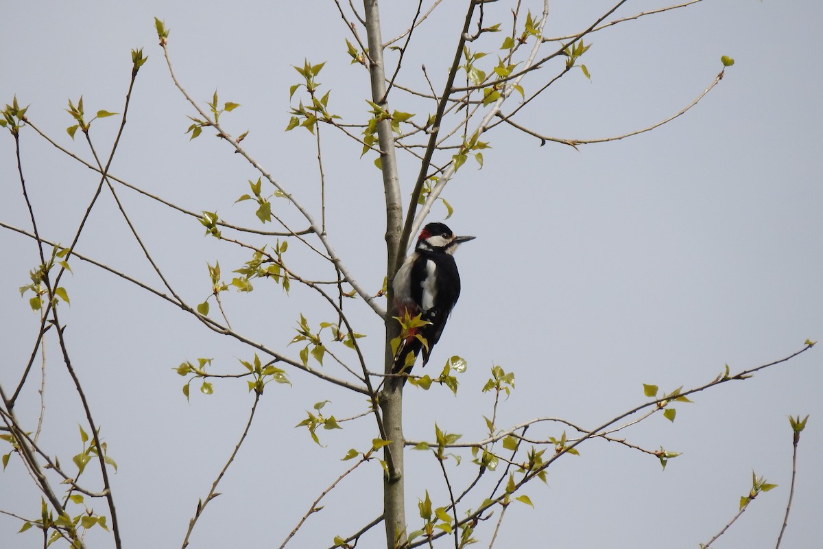 Great Spotted Woodpecker - ML618077578