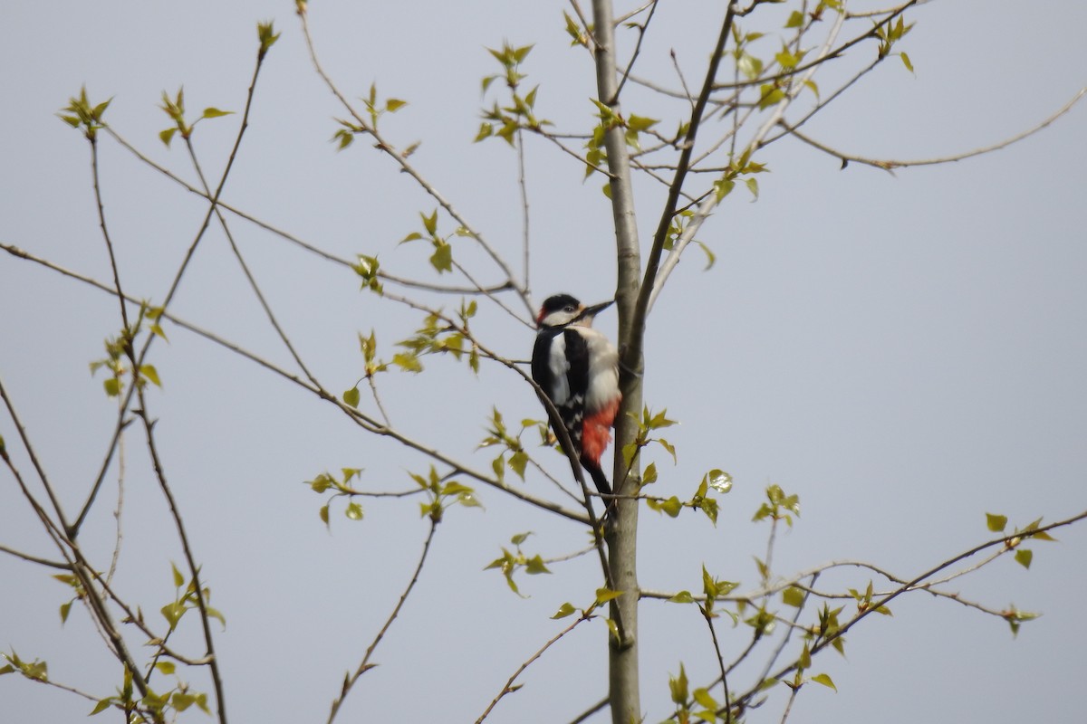 Great Spotted Woodpecker - ML618077580