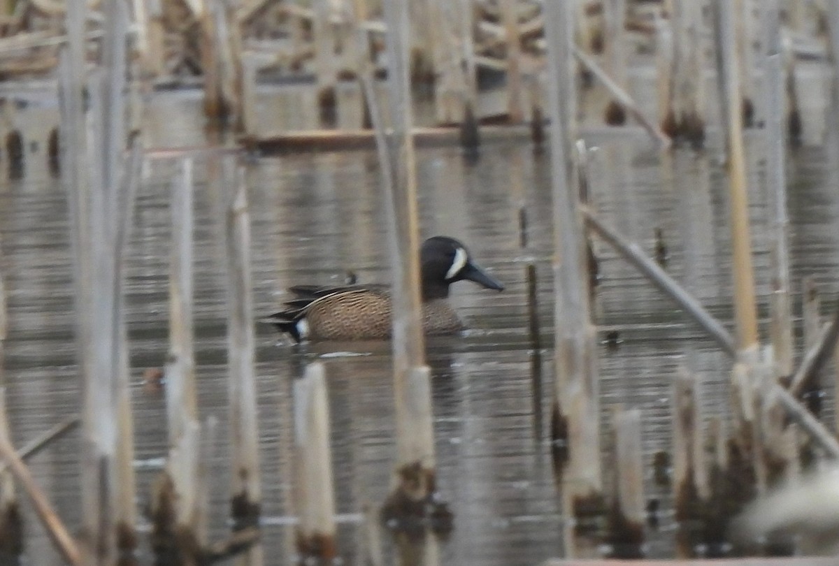 Blue-winged Teal - The Hutch
