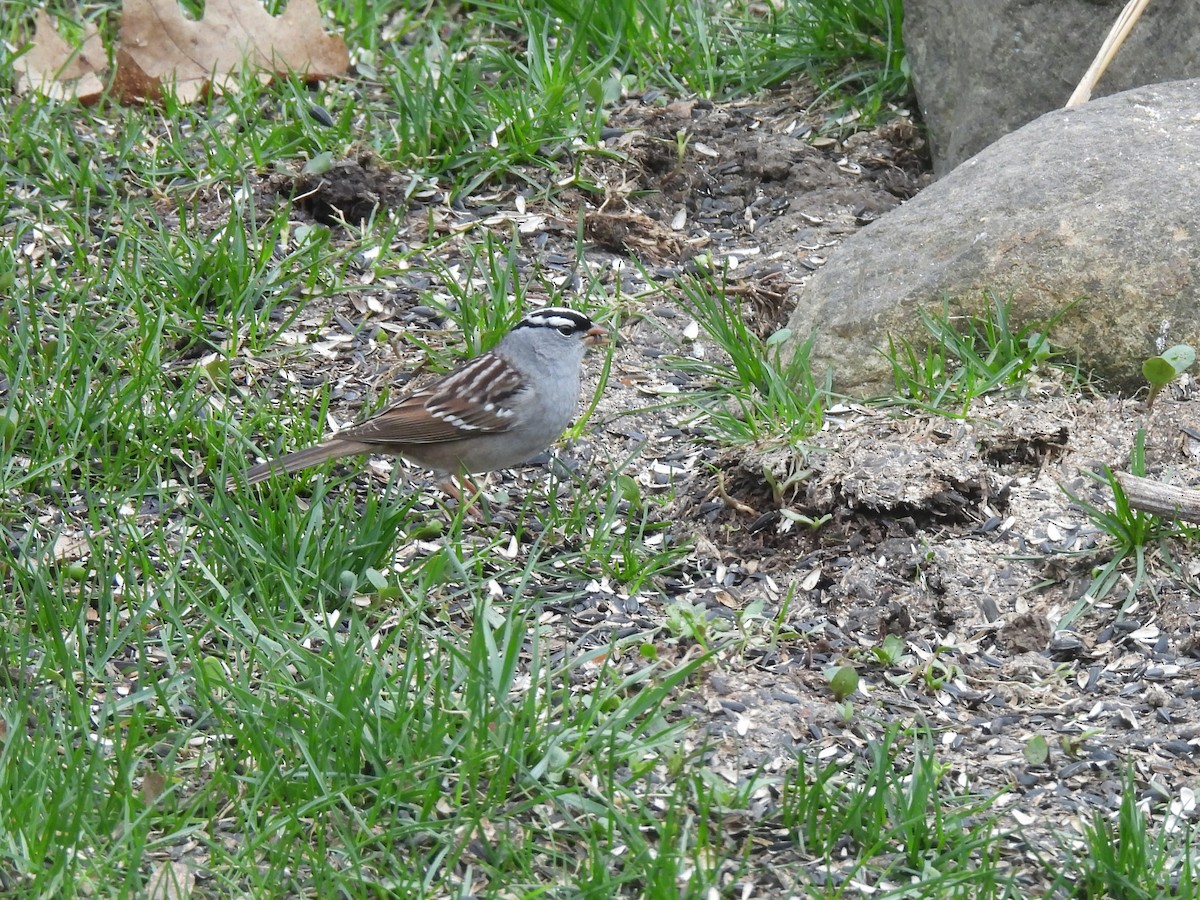 White-crowned Sparrow - Cathy Olyphant