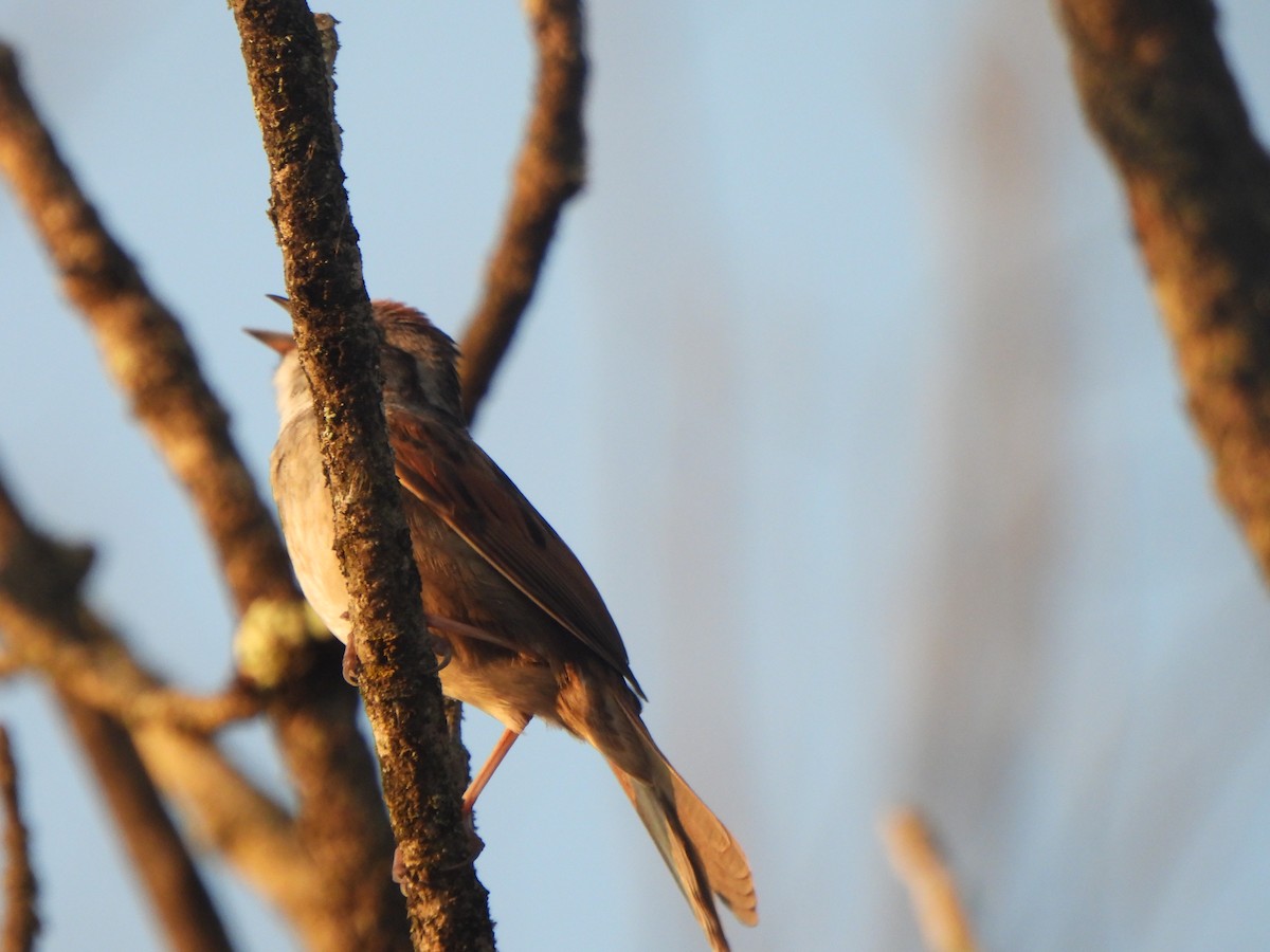 Swamp Sparrow - The Hutch