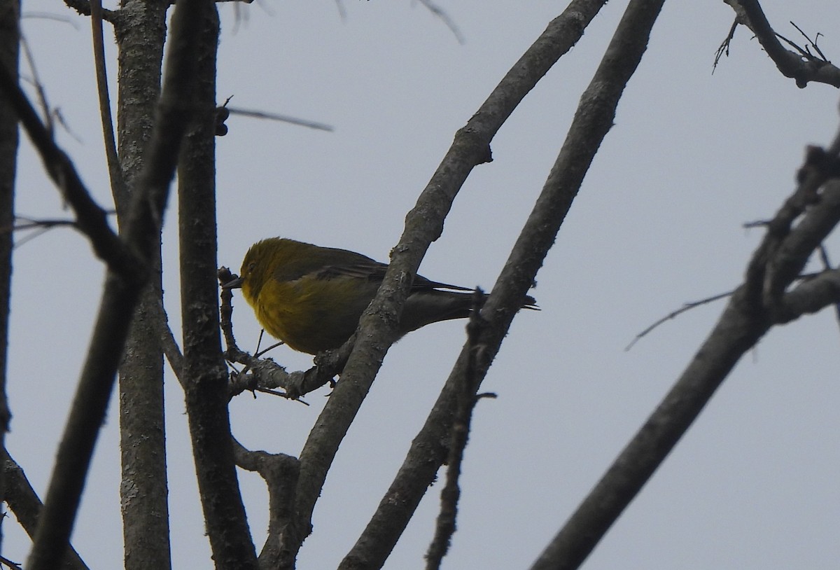 Pine Warbler - The Hutch
