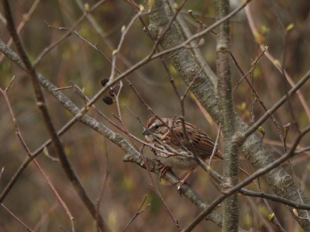 Song Sparrow - The Hutch