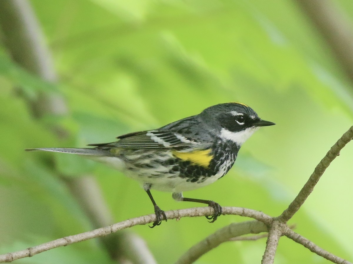 Yellow-rumped Warbler (Myrtle) - Howard Patterson