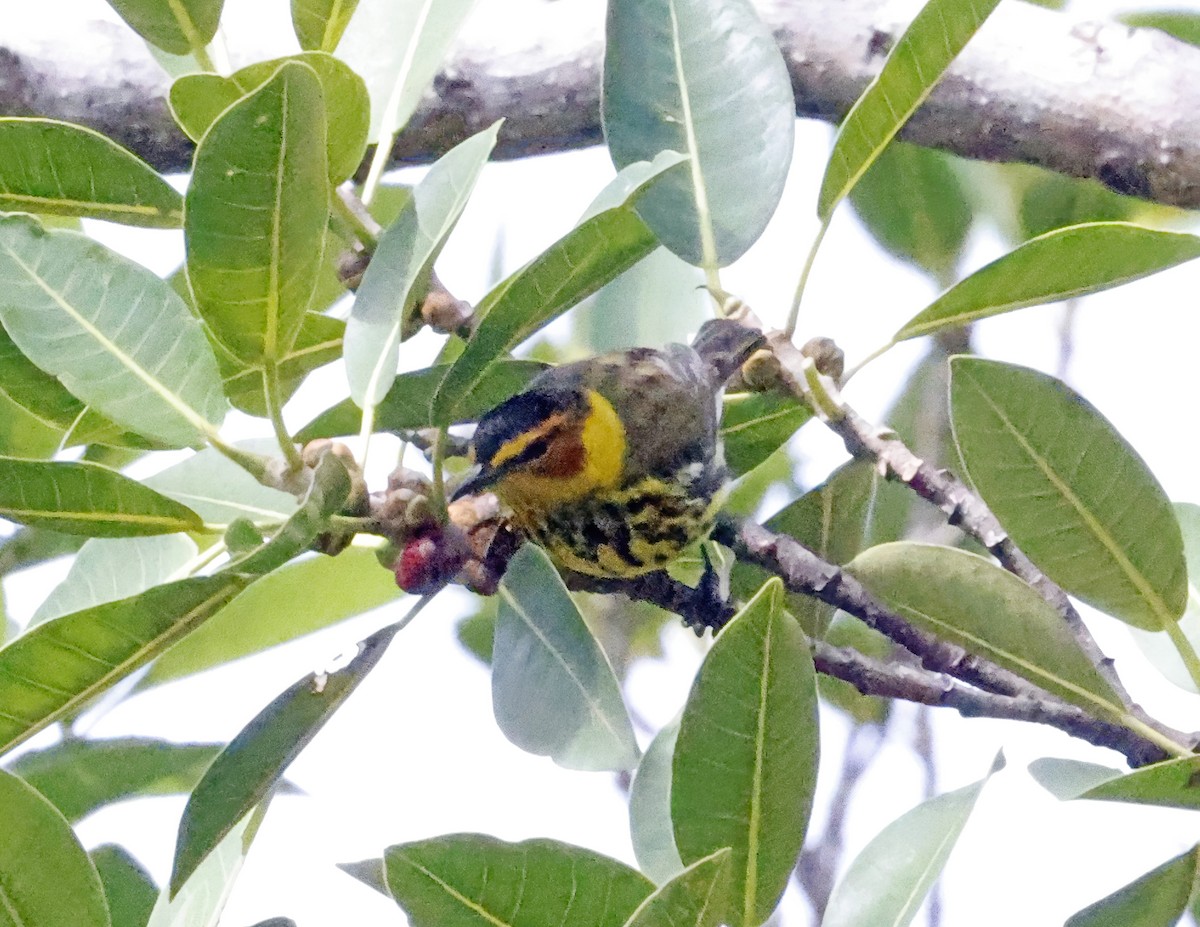 Cape May Warbler - ML618077645