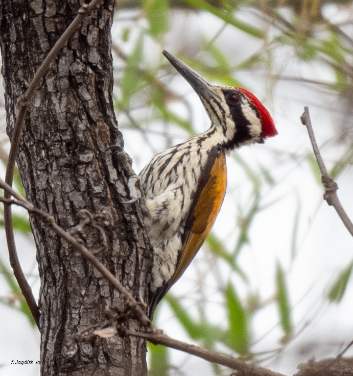 White-naped Woodpecker - ML618077717