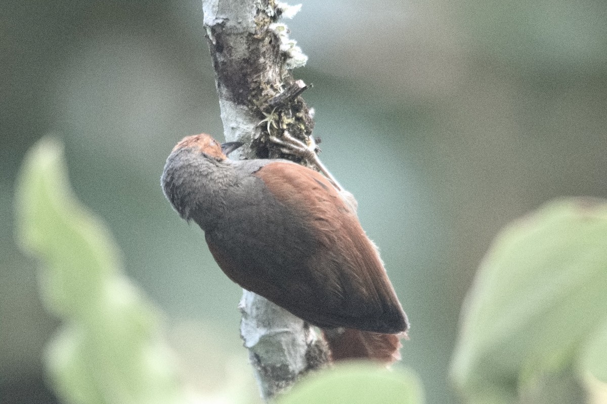 Red-faced Spinetail - ML618077750