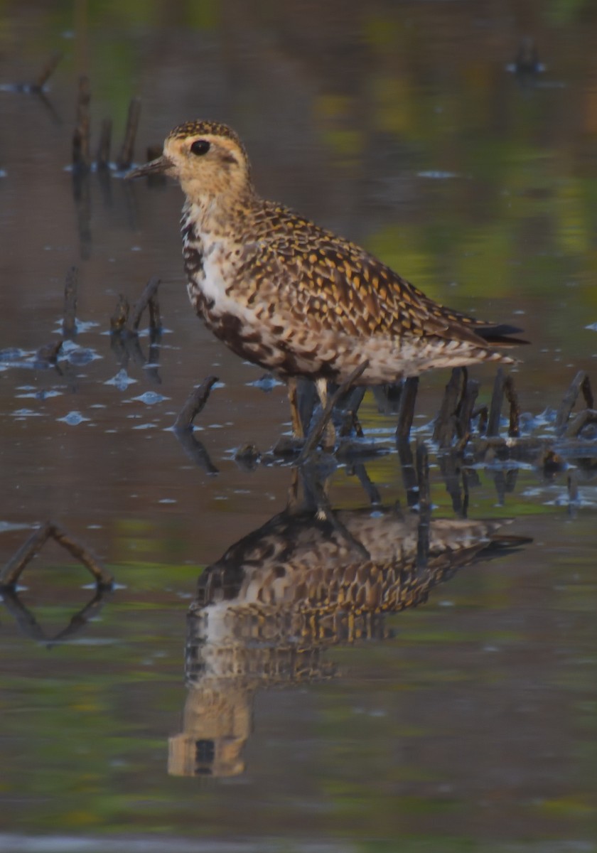Pacific Golden-Plover - Alok Bhave