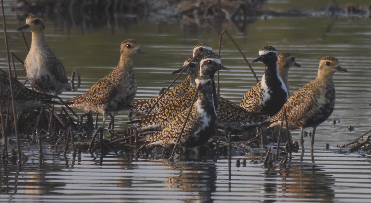 Pacific Golden-Plover - Alok Bhave