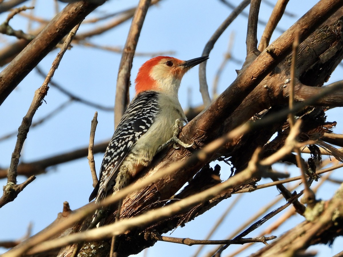 Red-bellied Woodpecker - Pat Hare
