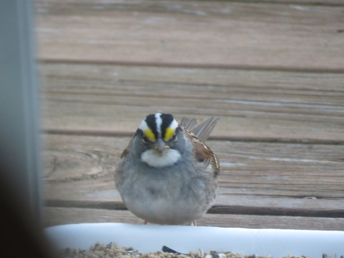 White-throated Sparrow - ML618077880