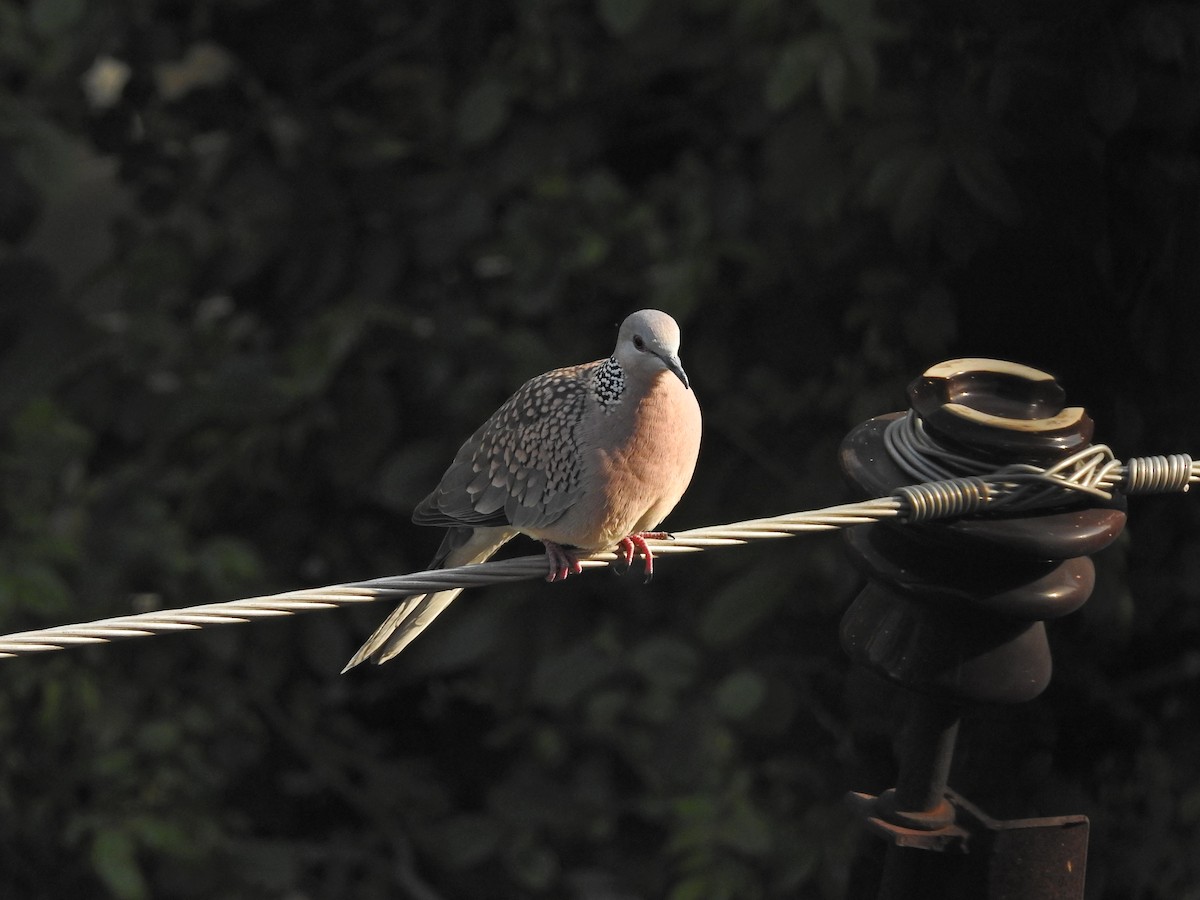 Spotted Dove - ML618077907