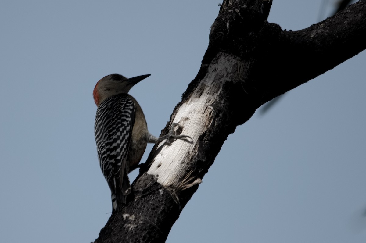 Red-crowned Woodpecker - Kevin Thompson