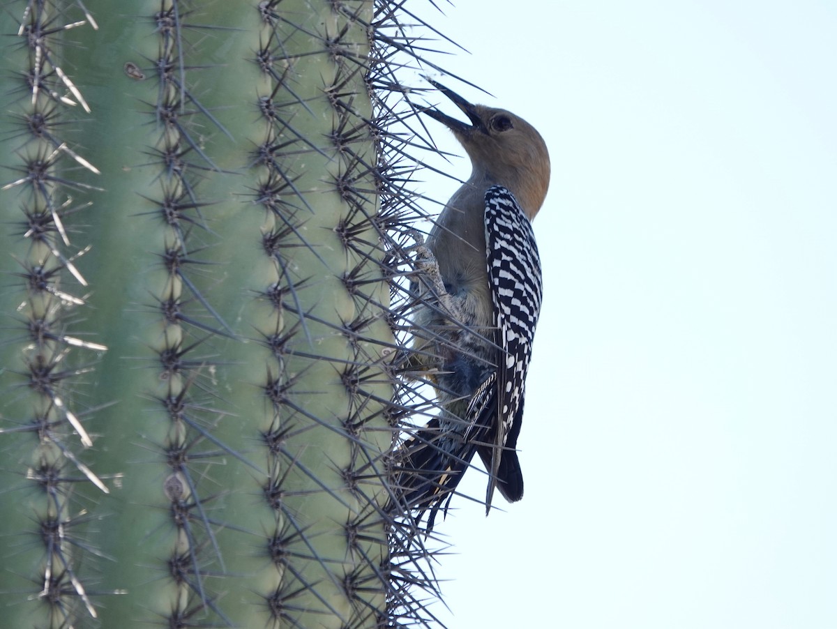 Gila Woodpecker - ML618077911