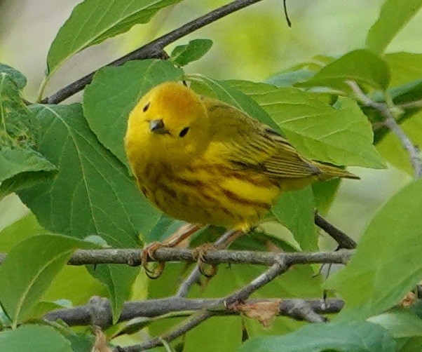 Yellow Warbler - Callan Swenson