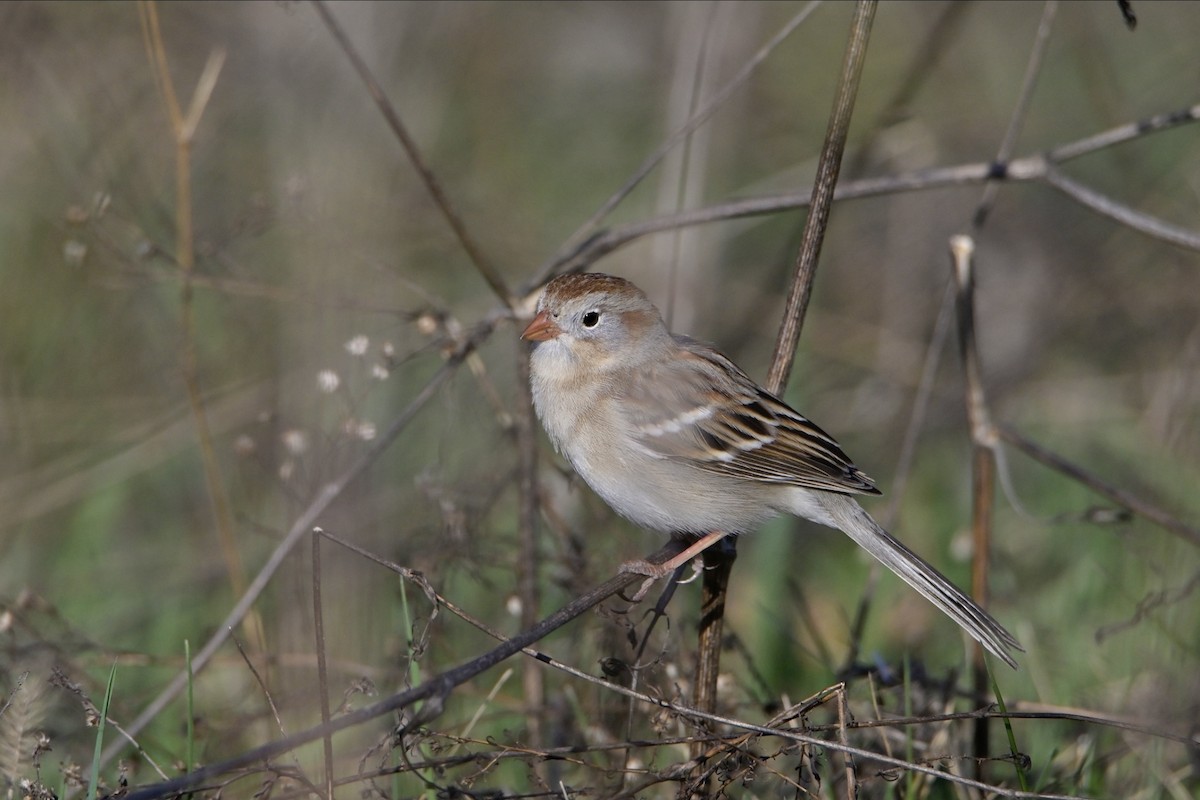 Field Sparrow - Josiah Santiago