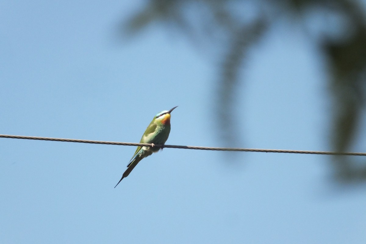 Blue-cheeked Bee-eater - ML618077941
