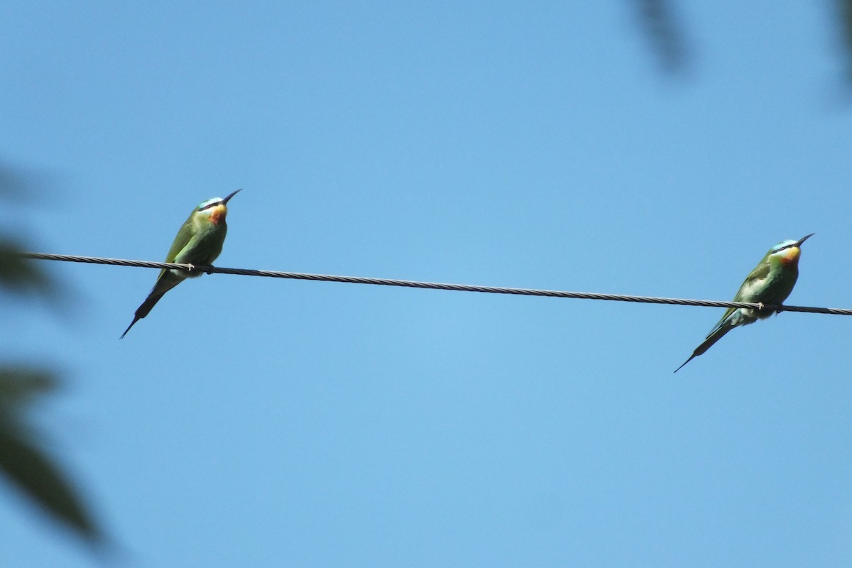Blue-cheeked Bee-eater - ML618077942