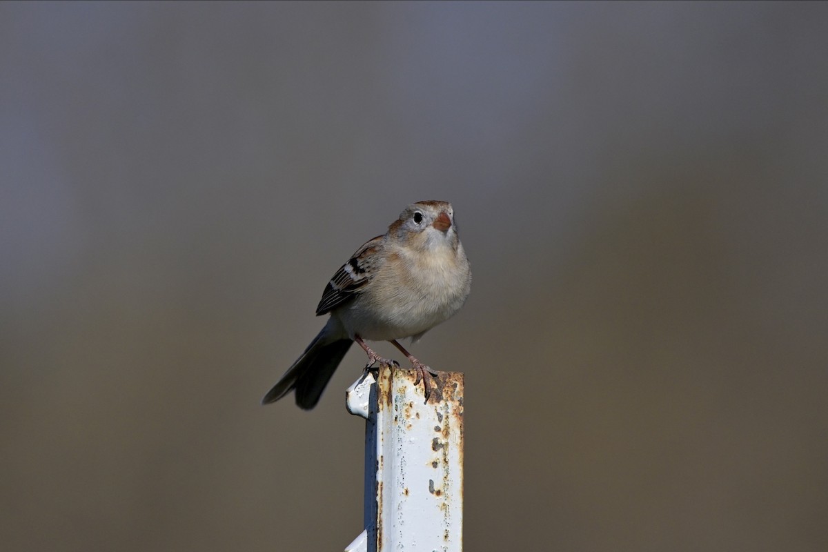 Field Sparrow - ML618077943