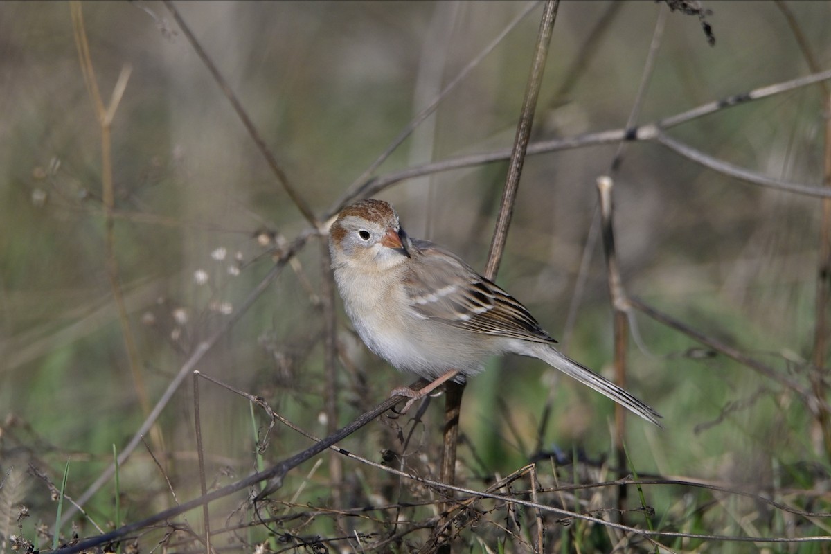 Field Sparrow - ML618077944