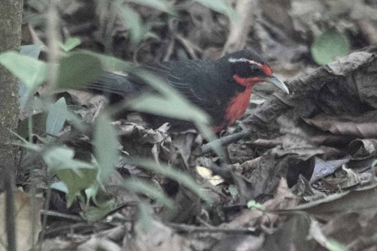Rosy Thrush-Tanager - Kevin Thompson