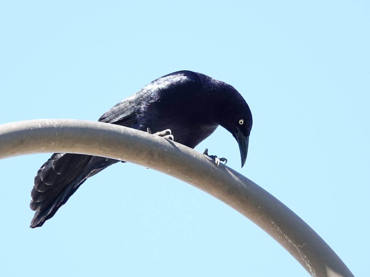 Great-tailed Grackle - ML618077967