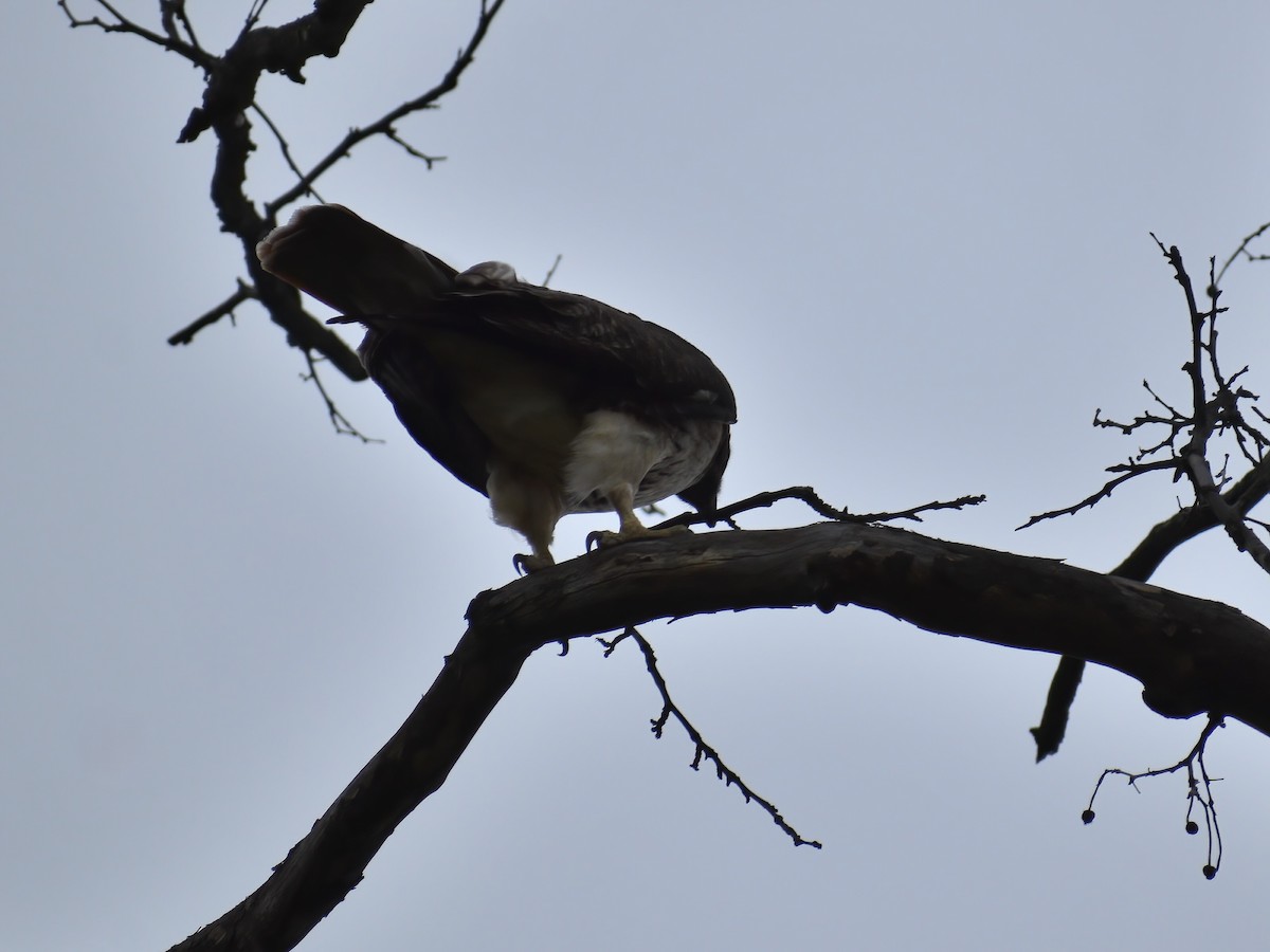 Red-tailed Hawk - ML618077968