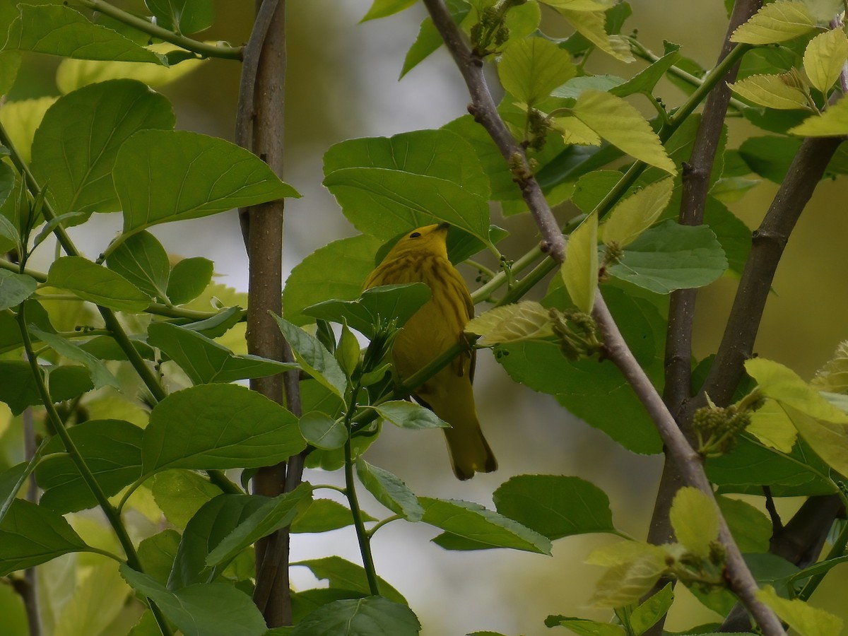 Yellow Warbler (Northern) - Patrick McGill
