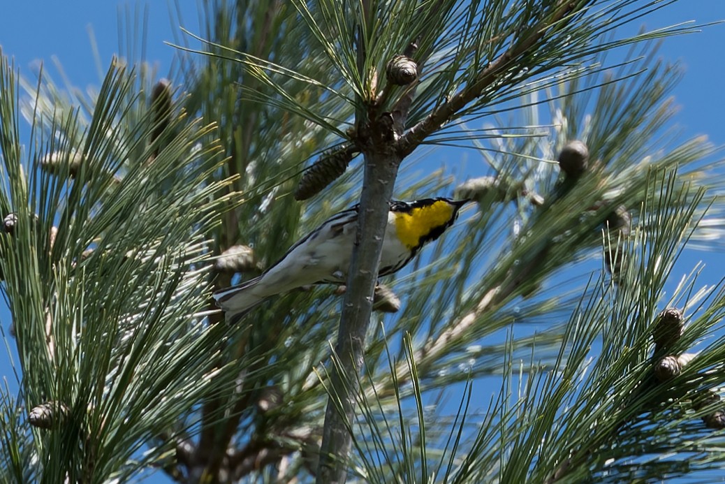 Yellow-throated Warbler - David Eberly