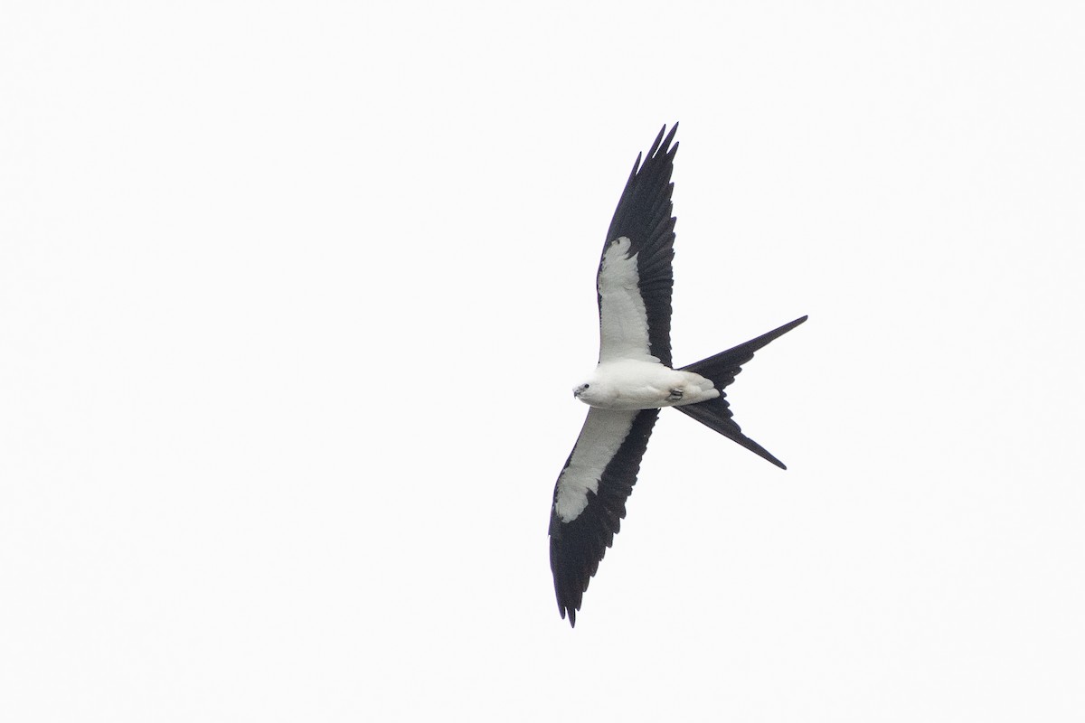 Swallow-tailed Kite - ML618078014