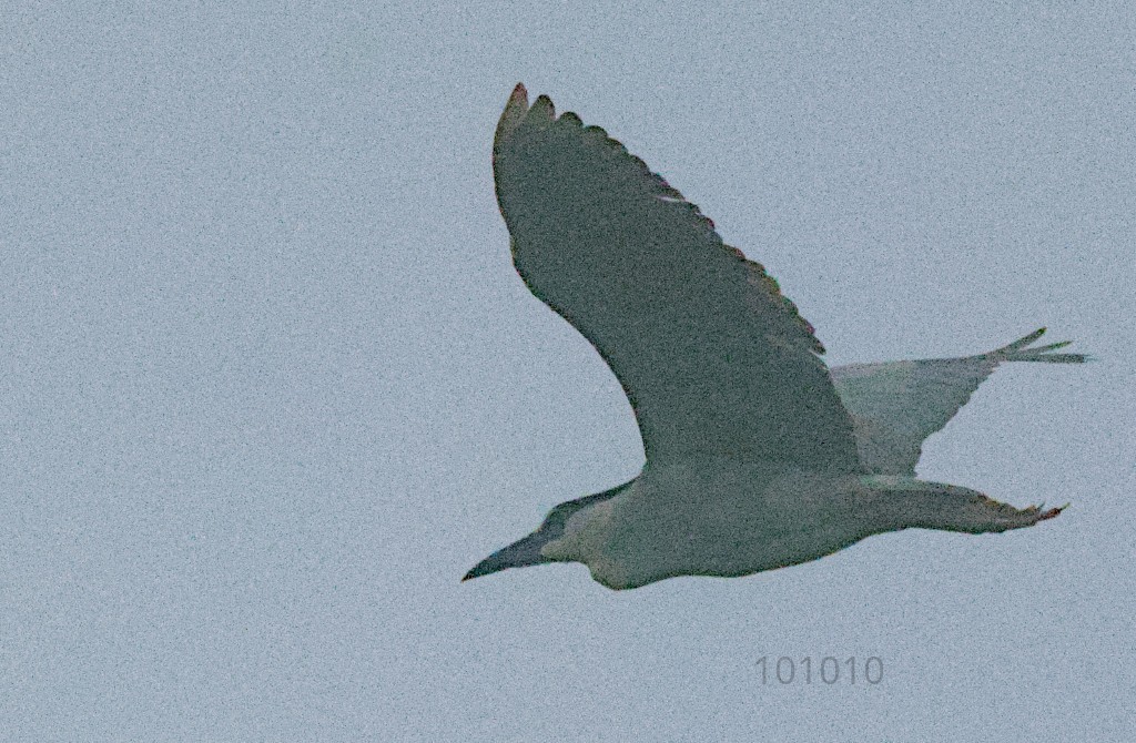 Black-crowned Night Heron - ML618078024