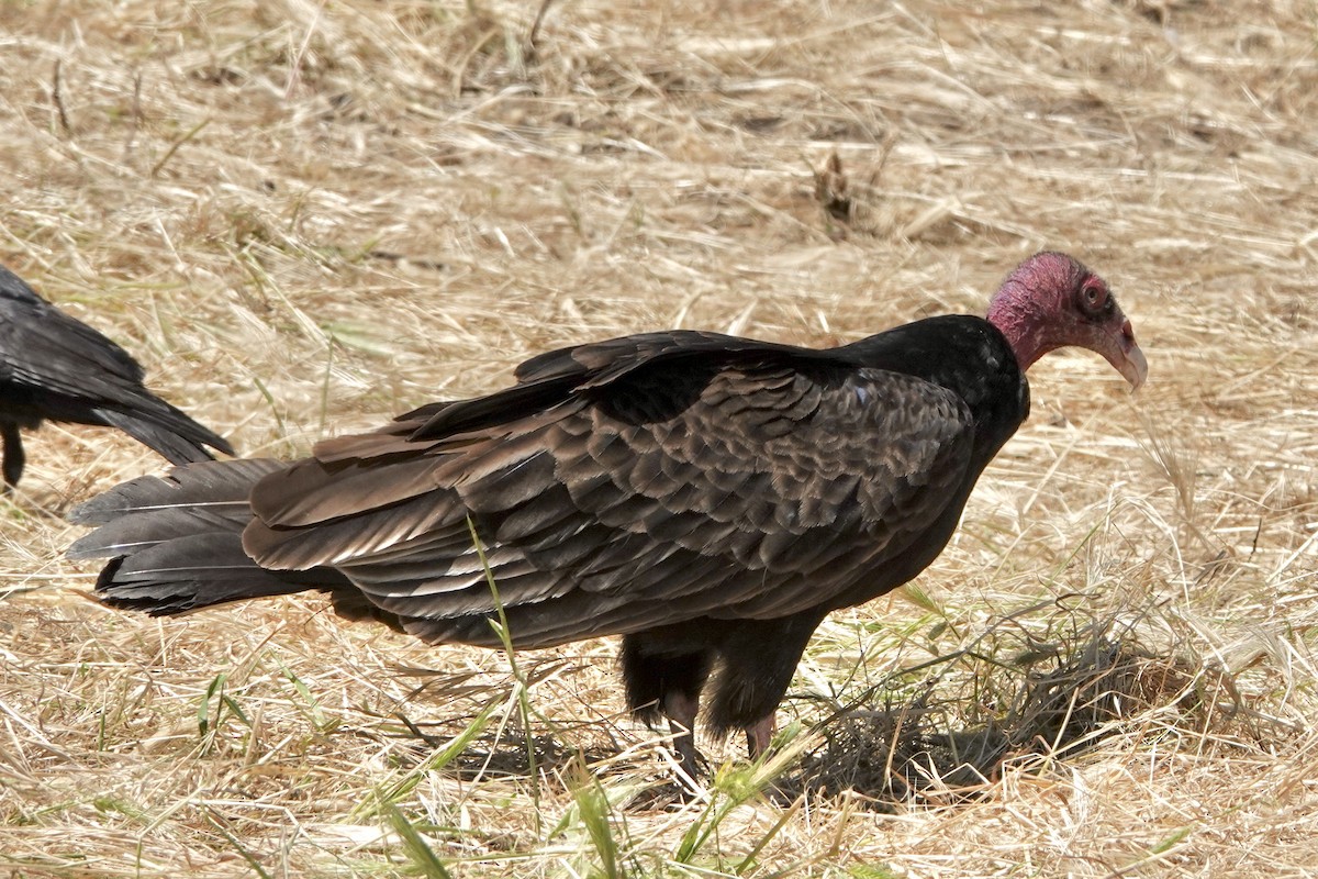 Turkey Vulture - ML618078131