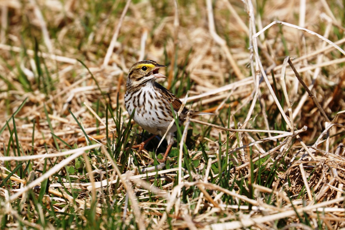 Savannah Sparrow - ML618078197