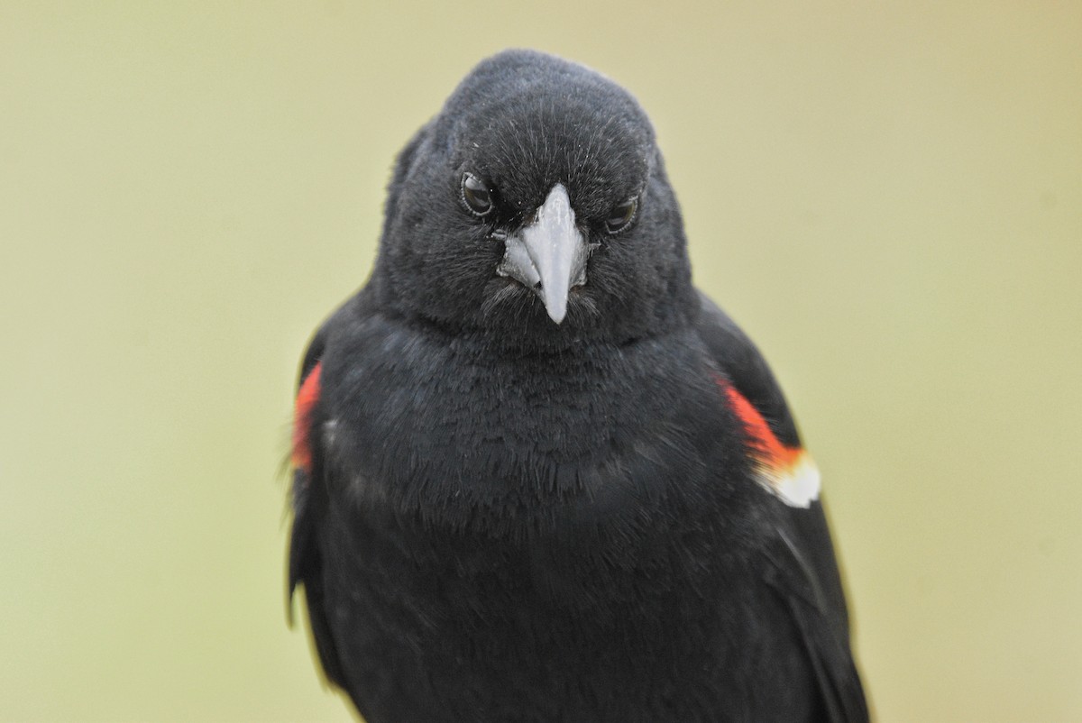 Red-winged Blackbird (Red-winged) - Cyrus Allen
