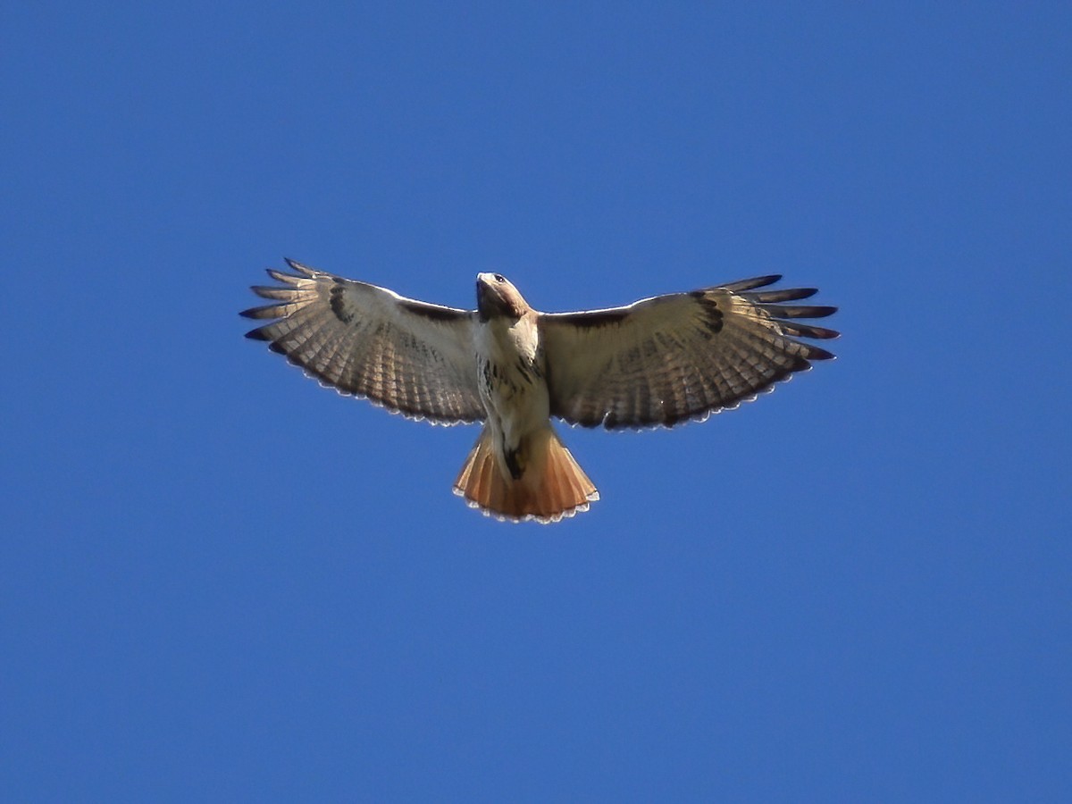 Red-tailed Hawk - Patrick McGill