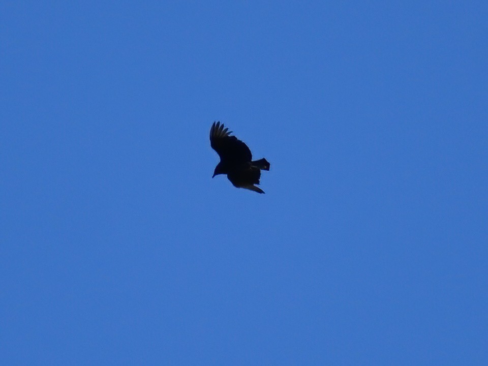 Black Vulture - ML618078259