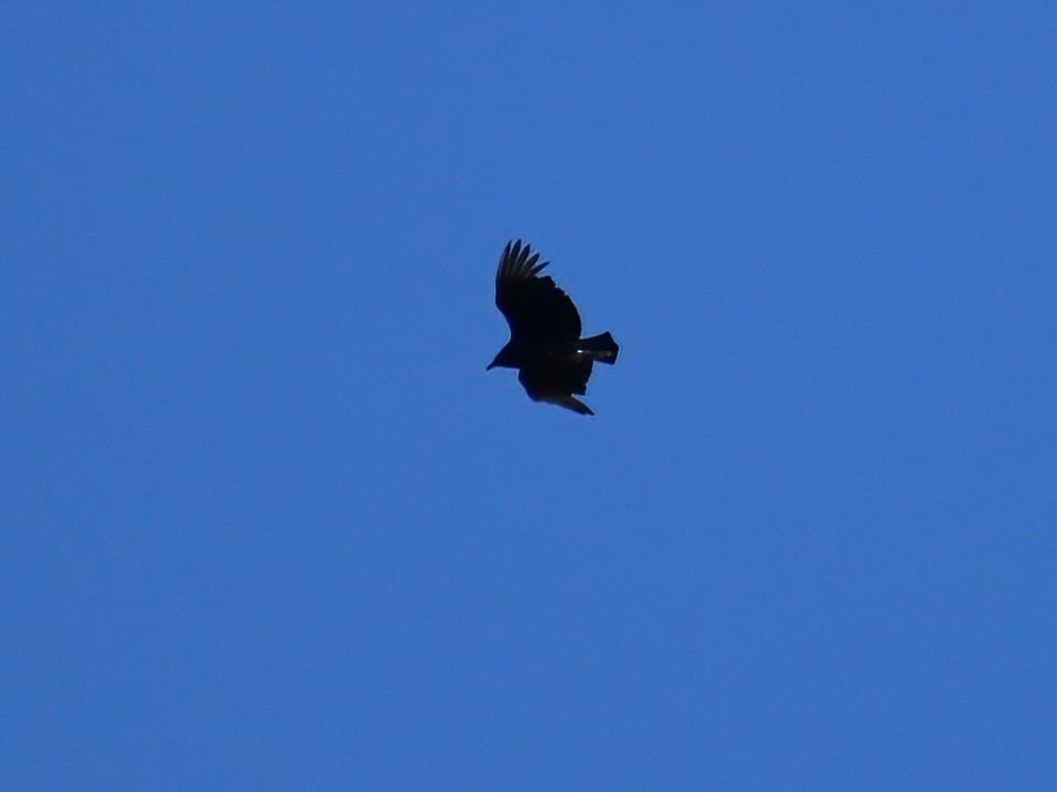 Black Vulture - ML618078260